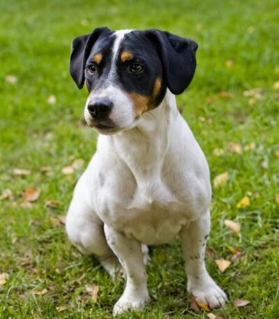 Nearby Jack Russell Terrier Puppy | White & Black