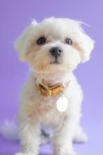 Nearby Bichon Frise Puppy
