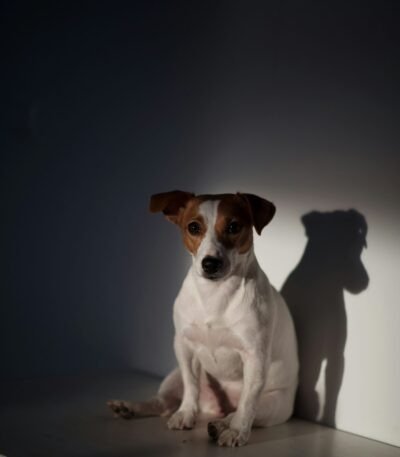 Nearby Jack Russell Terrier Puppy | White & Brown