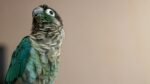 Nearby Blue Sided Conure / Turquoise Conure