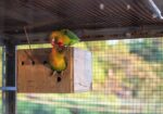 African Love Birds | Green