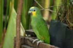 Orange Wing Amazon Parrots