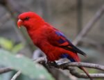 Chattering Lorikeet