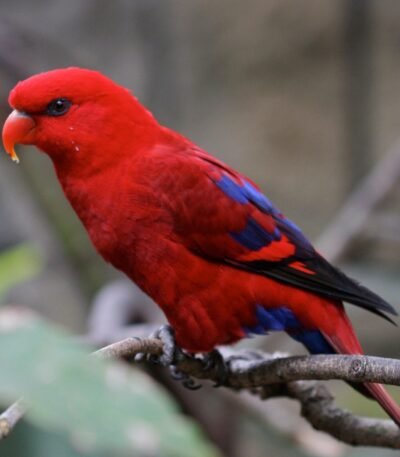 Chattering Lorikeet