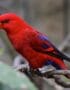 Chattering Lorikeet