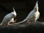 Cockatiel | Albino