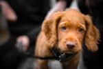 Nearby Cocker Spaniel Puppy