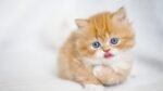 Persian Kittens with Blue Eyes