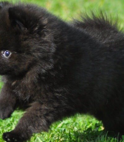 Nearby Culture Pom Puppy | Black Color