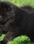 Nearby Culture Pom Puppy | Black Color