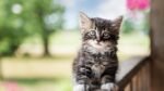 Siberian Cats & Kittens