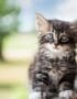 Siberian Cats & Kittens