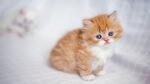 Nearby Persian Kittens with Blue Eyes - Image 7