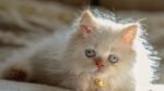 Nearby Persian Kittens with Blue Eyes - Image 5