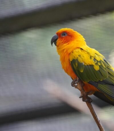 Sun Conure