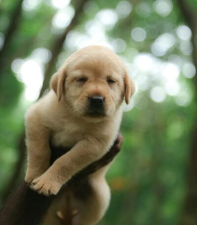 Nearby Labrador Retriever | Fawn Color Puppy