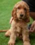 Nearby Cocker Spaniel Puppy