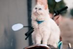 Nearby Persian Kittens with Blue Eyes