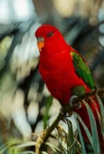 Red Lorikeet