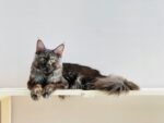Maine Coon Cats & Kittens