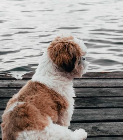 Nearby Shih Tzu Puppy | Gold & white Color