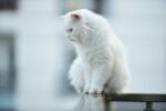 Nearby Persian Cats & Kittens