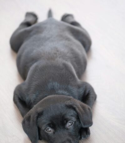 Nearby Labrador Retriever Puppy | Black Color