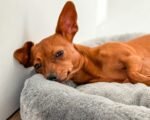 Nearby Minpin Puppy