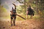 Nearby Belgian Malinois Puppy