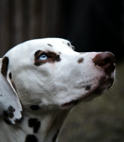 Nearby Dalmatian Puppy | White & Liver Brown