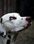 Nearby Dalmatian Puppy | White & Liver Brown