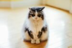 Nearby Maine Coon Cats & Kittens - Image 3