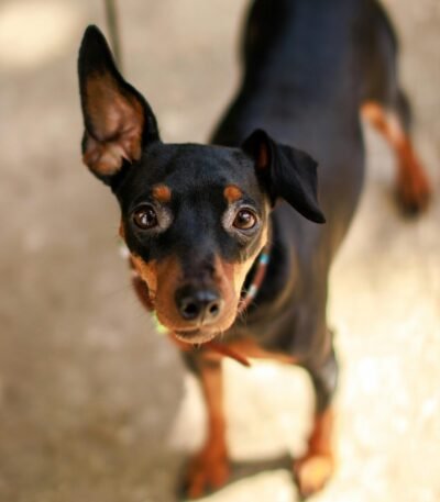 Nearby Minpin Puppy