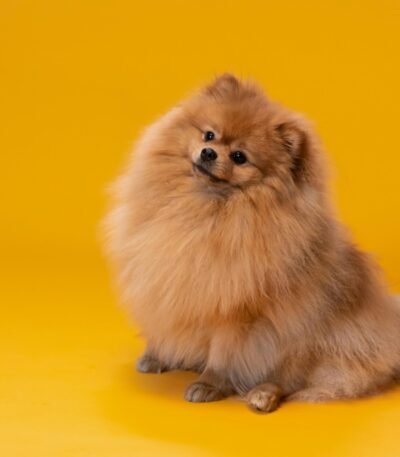 Nearby Culture Pom Puppy | Orange Color