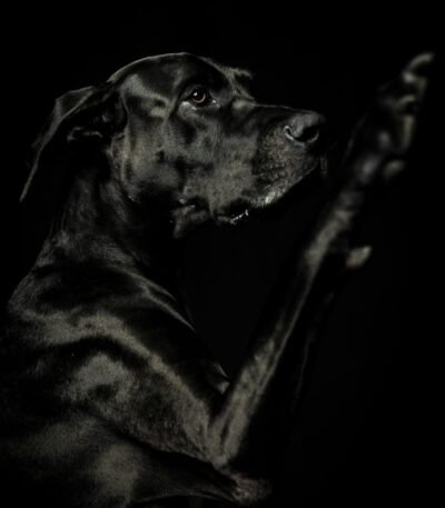 Nearby Great Dane Puppy | Black Color