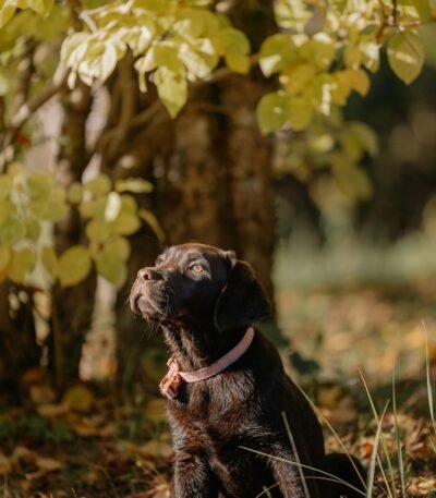 Nearby Labrador Retriever Puppy | Chocolate Color
