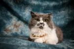Nearby Persian Cats & Kittens - Image 4