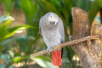 African Grey Parrot | Nearby Pets India