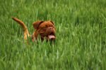 Nearby French Mastiff Puppy