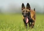 Nearby Belgian Malinois Puppy