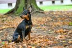 Nearby Minpin Puppy