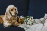 Nearby Cocker Spaniel Puppy
