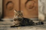 Nearby Maine Coon Cats & Kittens - Image 7