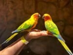 Sun Conure