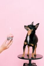 Nearby Minpin Puppy