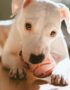 Nearby Doggo Argentino Puppy