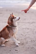 Nearby Siberian Husky | Copper & White Color With Blue Eye