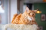 Maine Coon Cats & Kittens