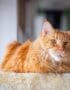 Maine Coon Cats & Kittens