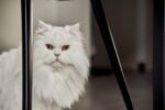 Nearby Persian Cats & Kittens - Image 6